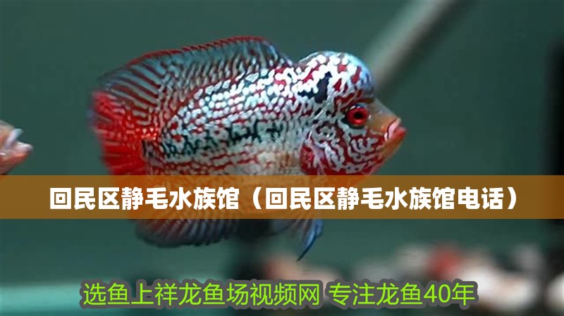 回民區靜毛水族館（回民區靜毛水族館電話）