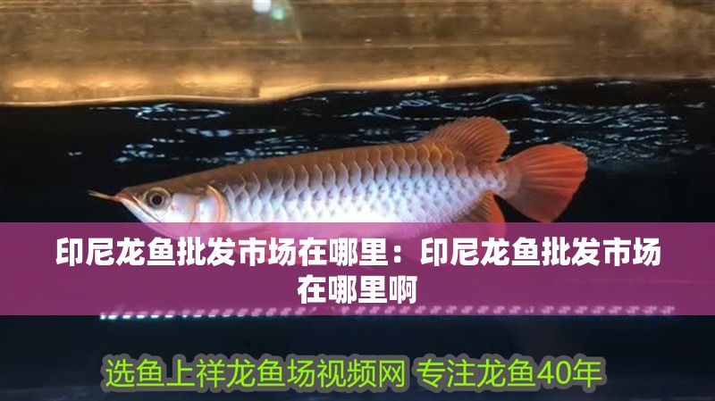 印尼龍魚批發市場在哪里：印尼龍魚批發市場在哪里啊