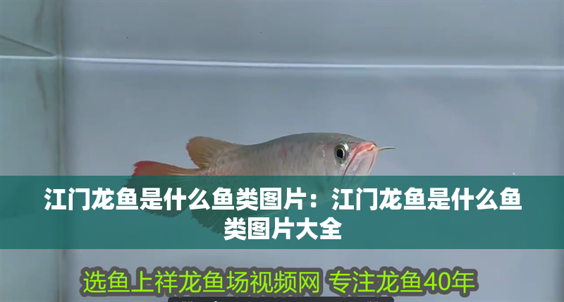 江門龍魚是什么魚類圖片:江門龍魚是什么魚類圖片大全 水族問答 江門龍魚是什么魚類圖片:江門龍魚是什么魚類圖片大全 江門龍魚是什么魚類圖片:江門龍魚是什么魚類圖片大全 水族問答