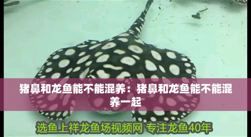 豬鼻和龍魚能不能混養：豬鼻和龍魚能不能混養一起