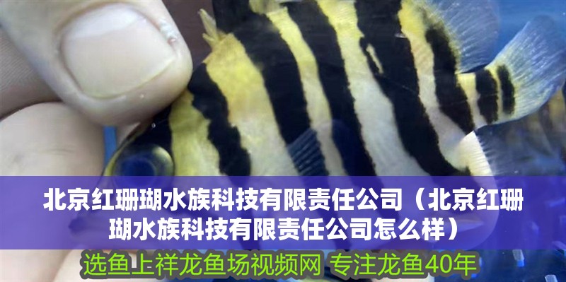 北京紅珊瑚水族科技有限責(zé)任公司（北京紅珊瑚水族科技有限責(zé)任公司怎么樣）