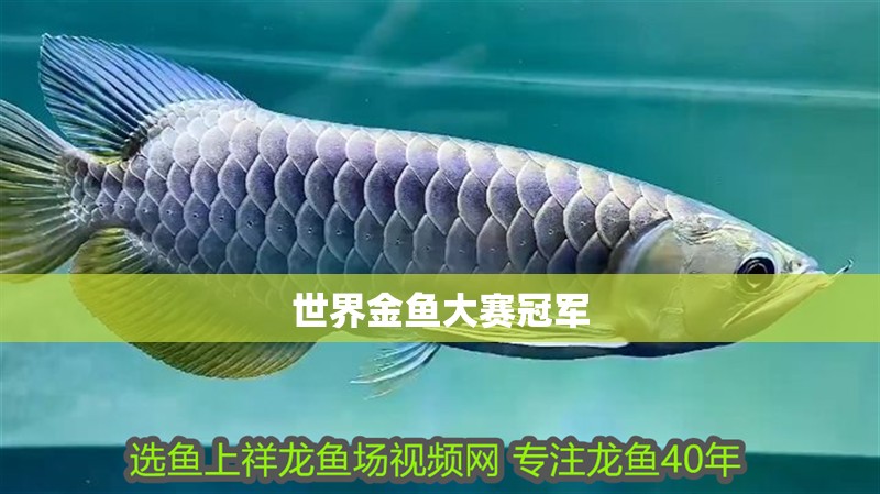 世界金魚大賽冠軍 世界金魚大賽冠軍 龍魚百科 第1張