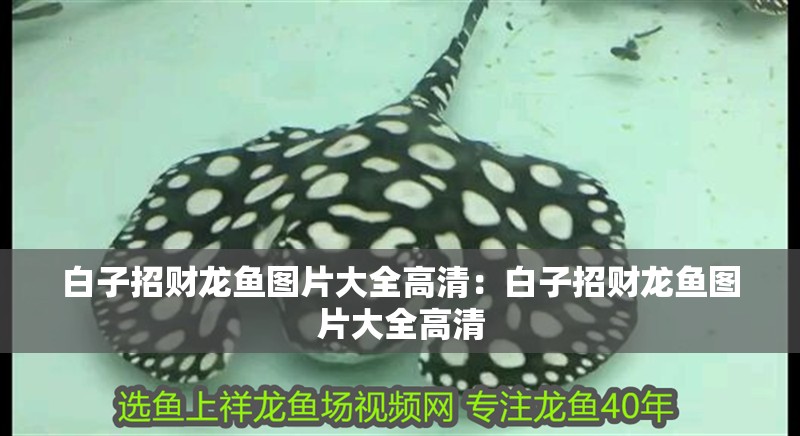 白子招財龍魚圖片大全高清:白子招財龍魚圖片大全高清 水族問答 白子招財龍魚圖片大全高清:白子招財龍魚圖片大全高清 白子招財龍魚圖片大全高清:白子招財龍魚圖片大全高清 水族問答