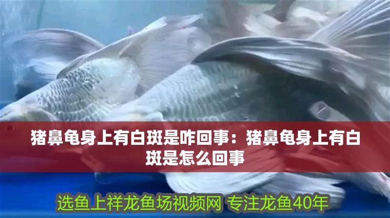 豬鼻龜身上有白斑是咋回事：豬鼻龜身上有白斑是怎么回事