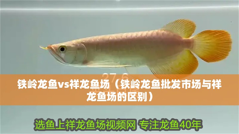 鐵嶺龍魚vs祥龍魚場（鐵嶺龍魚批發(fā)市場與祥龍魚場的區(qū)別）