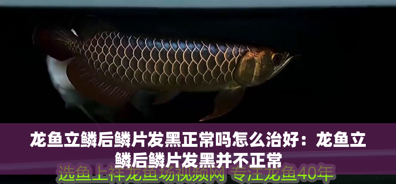 龍魚立鱗后鱗片發黑正常嗎怎么治好：龍魚立鱗后鱗片發黑并不正常