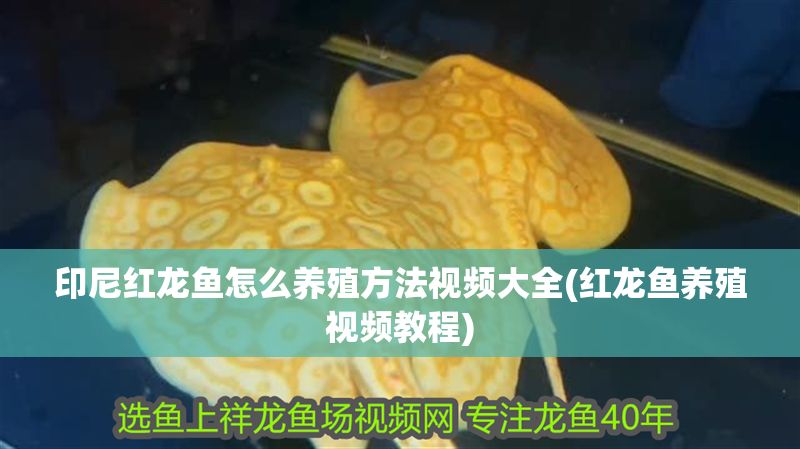 印尼紅龍魚怎么養(yǎng)殖方法視頻大全(紅龍魚養(yǎng)殖視頻教程) 印尼紅龍魚怎么養(yǎng)殖方法視頻大全(紅龍魚養(yǎng)殖視頻教程) 紅龍魚百科 第1張