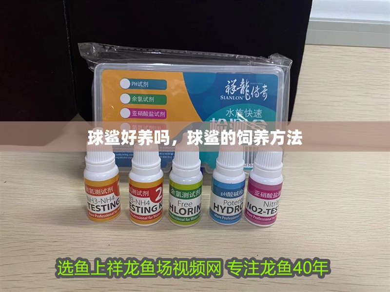 球鯊好養嗎，球鯊的飼養方法