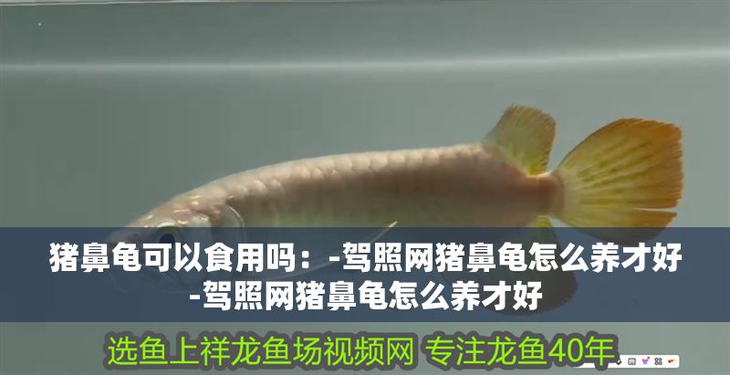 豬鼻龜可以食用嗎：-駕照網(wǎng)豬鼻龜怎么養(yǎng)才好-駕照網(wǎng)豬鼻龜怎么養(yǎng)才好 豬鼻龜可以食用嗎：-駕照網(wǎng)豬鼻龜怎么養(yǎng)才好-駕照網(wǎng)豬鼻龜怎么養(yǎng)才好 豬鼻龜百科 第1張