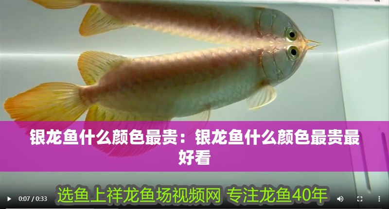 銀龍魚什么顏色最貴：銀龍魚什么顏色最貴最好看