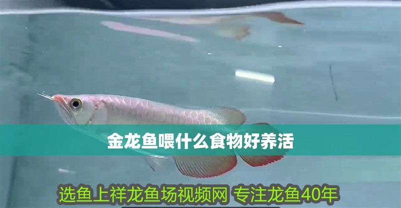 金龍魚(yú)喂什么食物好養(yǎng)活