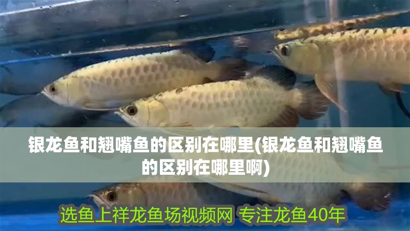 銀龍魚和翹嘴魚的區別在哪里(銀龍魚和翹嘴魚的區別在哪里啊)