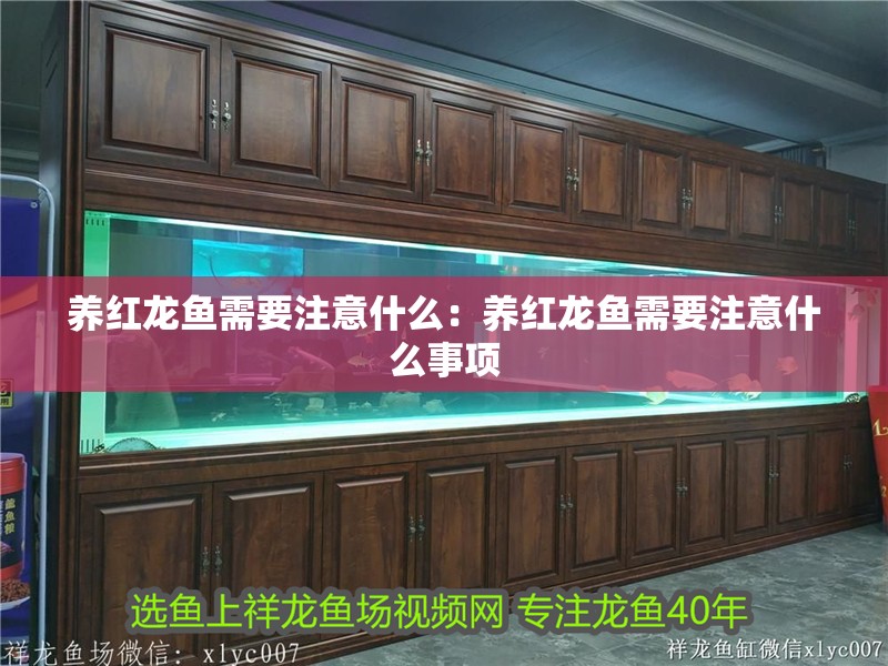 養紅龍魚需要注意什么：養紅龍魚需要注意什么事項