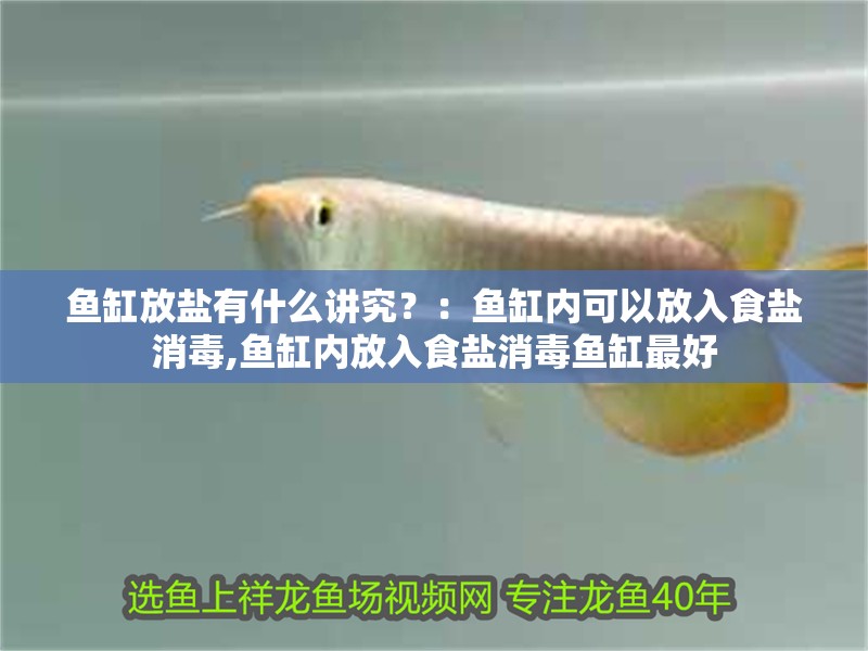 魚缸放鹽有什么講究？：魚缸內可以放入食鹽消毒,魚缸內放入食鹽消毒魚缸最好