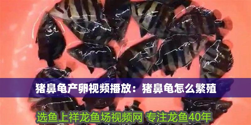 豬鼻龜產卵視頻播放：豬鼻龜怎么繁殖
