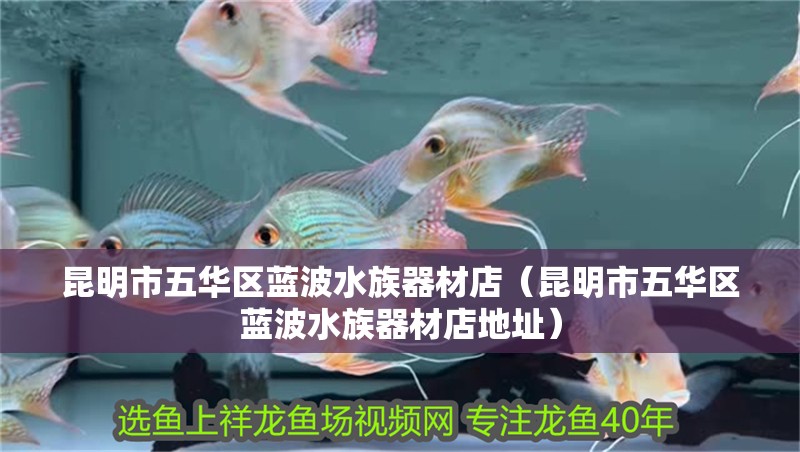 昆明市五華區藍波水族器材店（昆明市五華區藍波水族器材店地址）