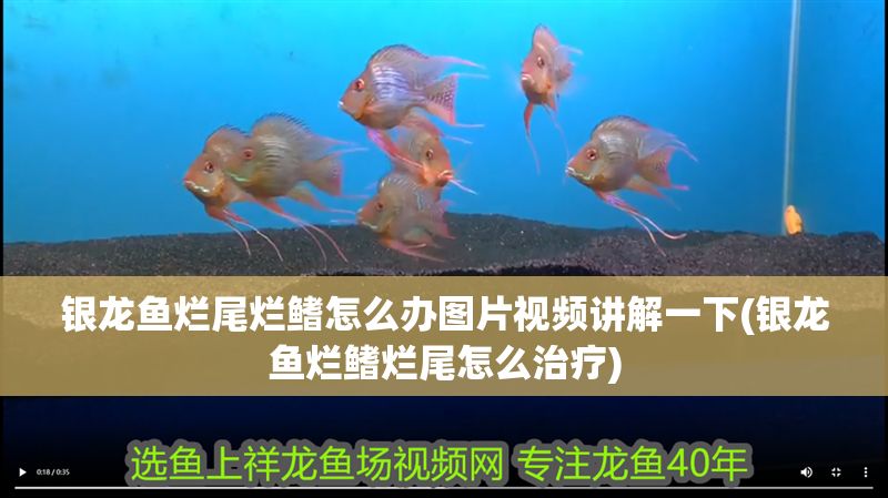 銀龍魚爛尾爛鰭怎么辦圖片視頻講解一下(銀龍魚爛鰭爛尾怎么治療)