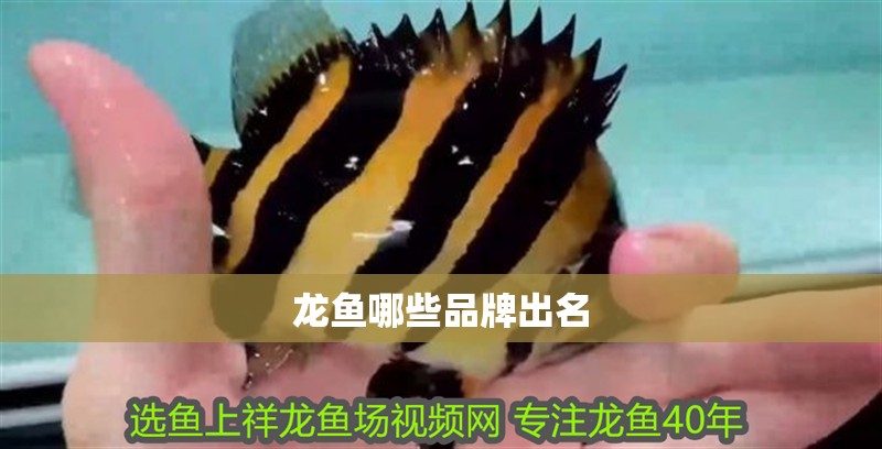 龍魚哪些品牌出名