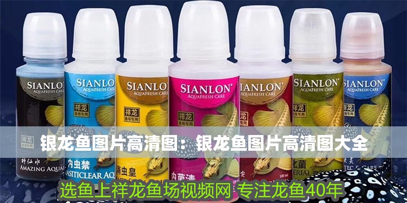 銀龍魚圖片高清圖：銀龍魚圖片高清圖大全