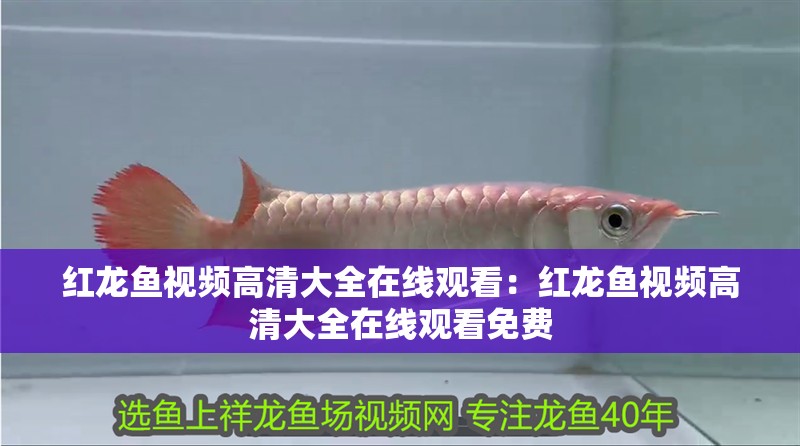 紅龍魚視頻高清大全在線觀看：紅龍魚視頻高清大全在線觀看免費