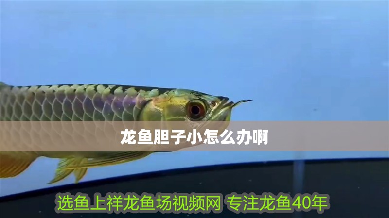 龍魚(yú)膽子小怎么辦啊