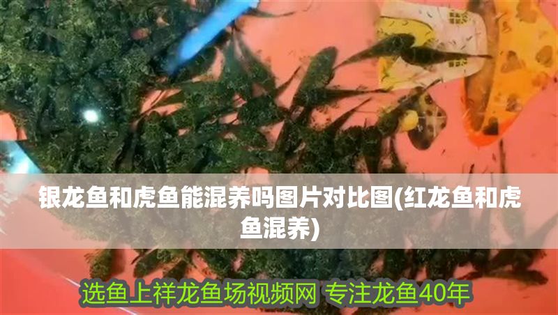 銀龍魚和虎魚能混養嗎圖片對比圖(紅龍魚和虎魚混養)