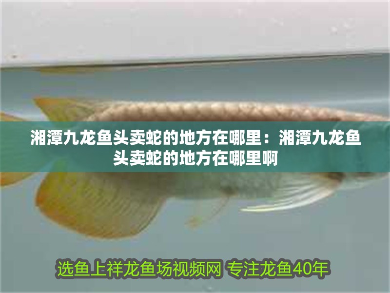 湘潭九龍魚頭賣蛇的地方在哪里：湘潭九龍魚頭賣蛇的地方在哪里啊