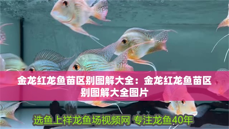 金龍紅龍魚苗區別圖解大全：金龍紅龍魚苗區別圖解大全圖片