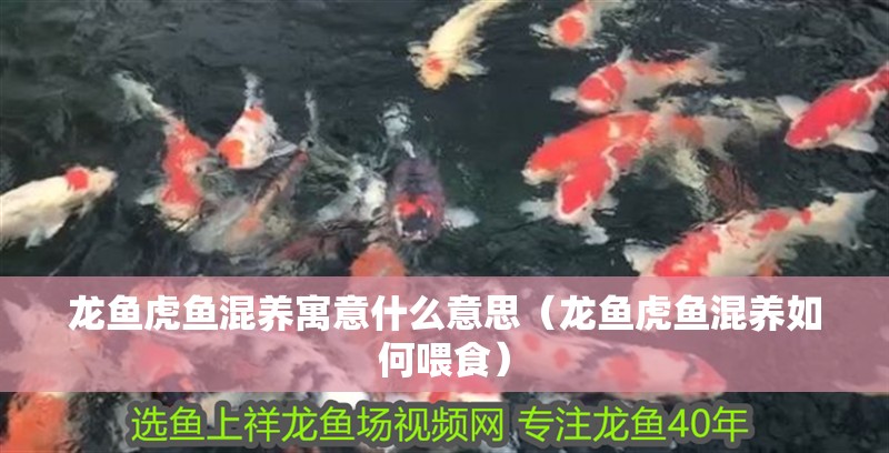 龍魚虎魚混養(yǎng)寓意什么意思（龍魚虎魚混養(yǎng)如何喂食）