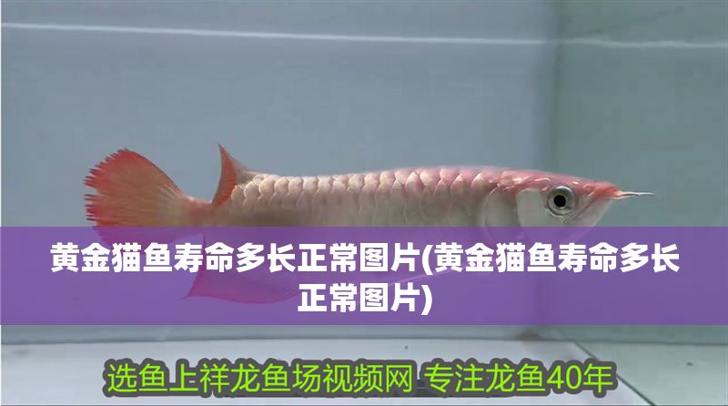 黃金貓魚(yú)壽命多長(zhǎng)正常圖片(黃金貓魚(yú)壽命多長(zhǎng)正常圖片)