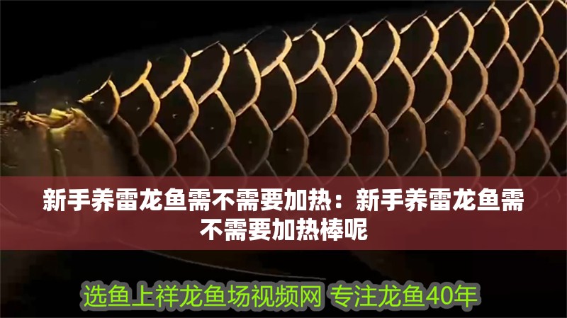 新手養(yǎng)雷龍魚需不需要加熱:新手養(yǎng)雷龍魚需不需要加熱棒呢 水族問答 新手養(yǎng)雷龍魚需不需要加熱:新手養(yǎng)雷龍魚需不需要加熱棒呢 新手養(yǎng)雷龍魚需不需要加熱:新手養(yǎng)雷龍魚需不需要加熱棒呢 水族問答