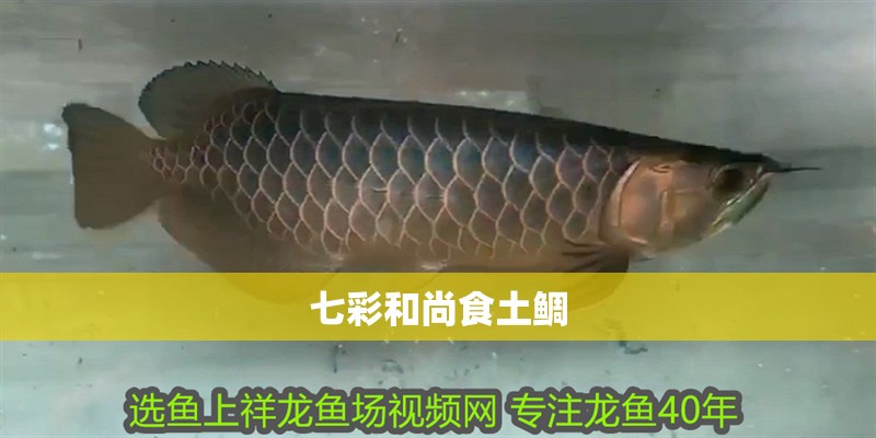 七彩和尚食土鯛