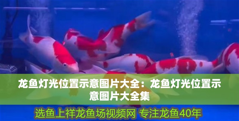 龍魚燈光位置示意圖片大全：龍魚燈光位置示意圖片大全集