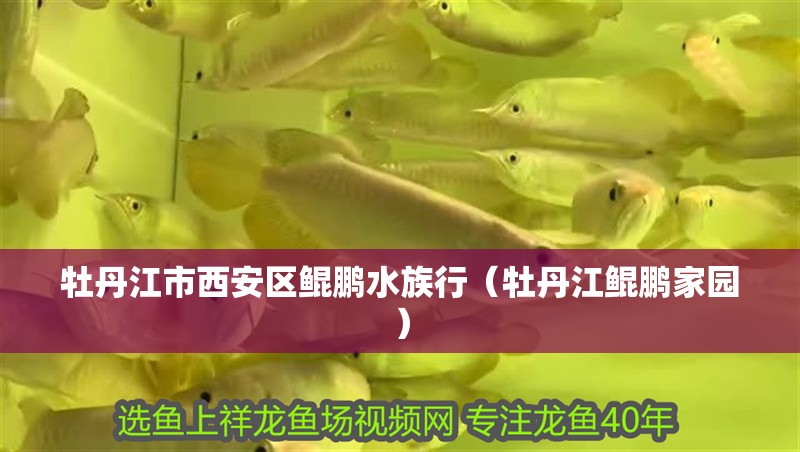 牡丹江市西安區鯤鵬水族行（牡丹江鯤鵬家園）