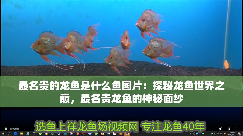 最名貴的龍魚是什么魚圖片：探秘龍魚世界之巔，最名貴龍魚的神秘面紗