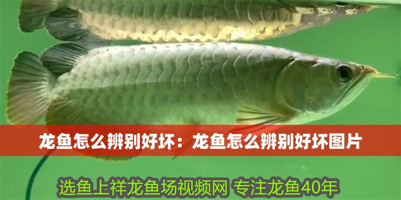 龍魚怎么辨別好壞：龍魚怎么辨別好壞圖片