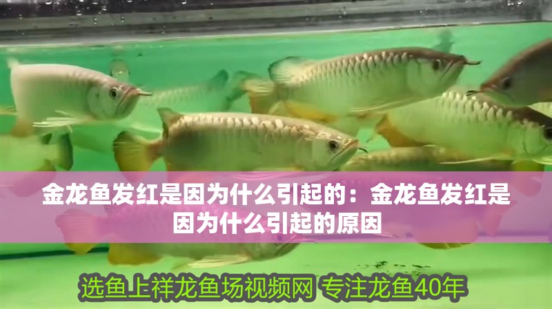 金龍魚發紅是因為什么引起的：金龍魚發紅是因為什么引起的原因