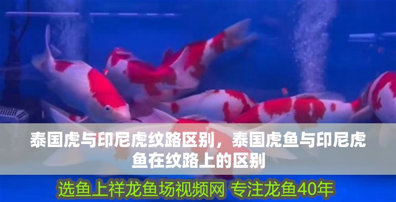 泰國虎與印尼虎紋路區別，泰國虎魚與印尼虎魚在紋路上的區別