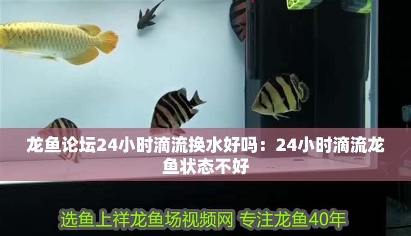 龍魚論壇24小時滴流換水好嗎:24小時滴流龍魚狀態不好 水族問答 龍魚論壇24小時滴流換水好嗎:24小時滴流龍魚狀態不好 龍魚論壇24小時滴流換水好嗎:24小時滴流龍魚狀態不好 水族問答