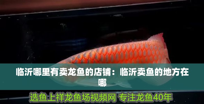 臨沂哪里有賣龍魚的店鋪：臨沂賣魚的地方在哪