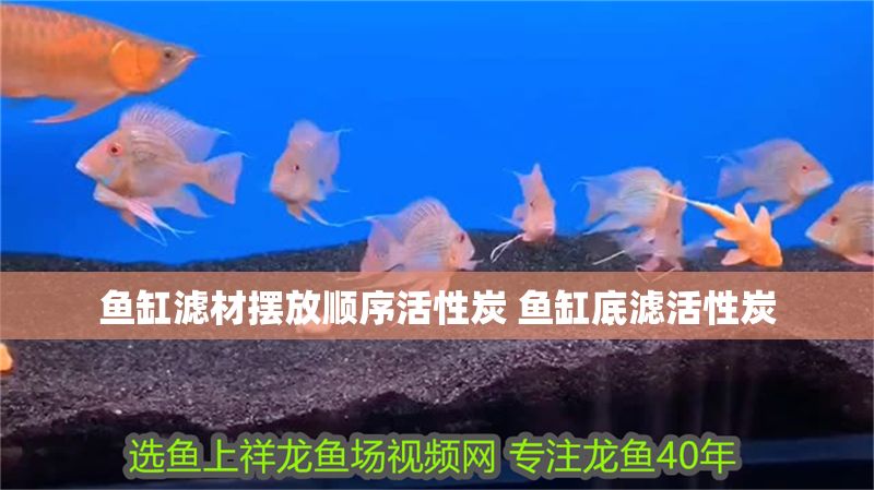 魚缸濾材擺放順序活性炭 魚缸底濾活性炭 魚缸濾材擺放順序活性炭 魚缸底濾活性炭 虎魚百科 第1張
