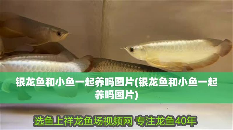 銀龍魚和小魚一起養嗎圖片(銀龍魚和小魚一起養嗎圖片)
