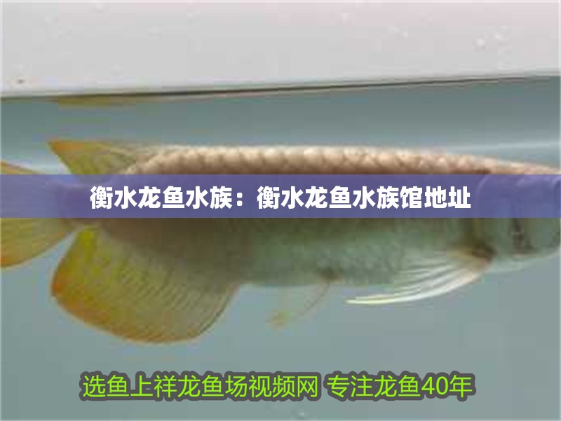 衡水龍魚水族:衡水龍魚水族館地址 水族問答 衡水龍魚水族:衡水龍魚水族館地址 衡水龍魚水族:衡水龍魚水族館地址 水族問答