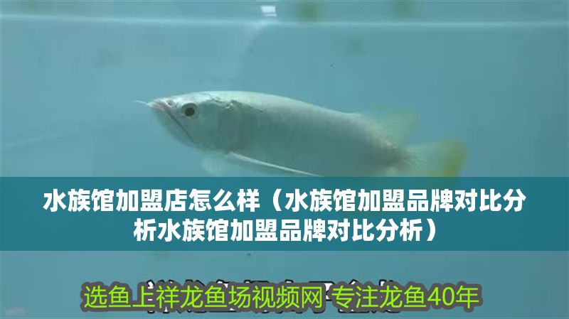 水族館加盟店怎么樣（水族館加盟品牌對比分析水族館加盟品牌對比分析）