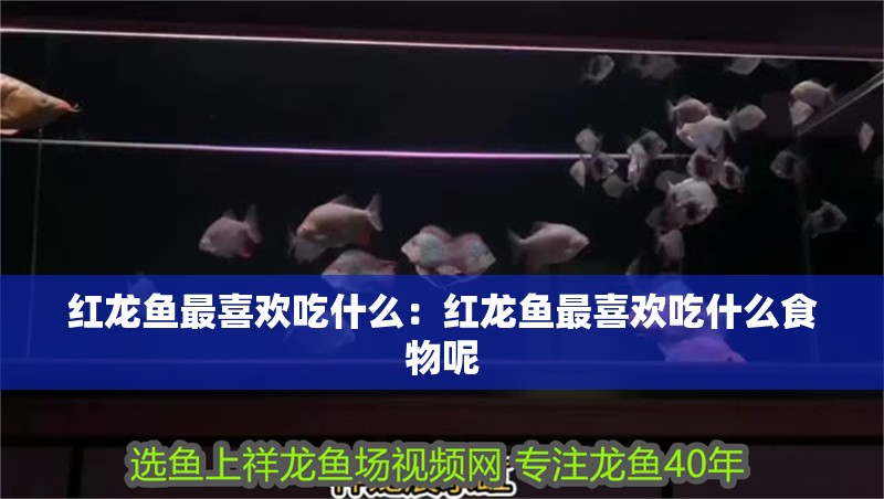 紅龍魚最喜歡吃什么：紅龍魚最喜歡吃什么食物呢