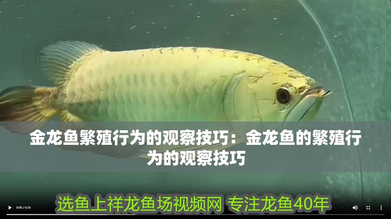 金龍魚繁殖行為的觀察技巧：金龍魚的繁殖行為的觀察技巧