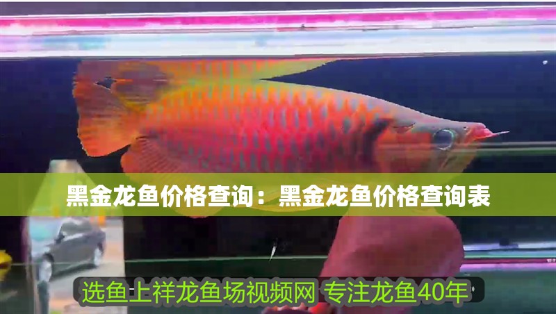黑金龍魚價格查詢：黑金龍魚價格查詢表