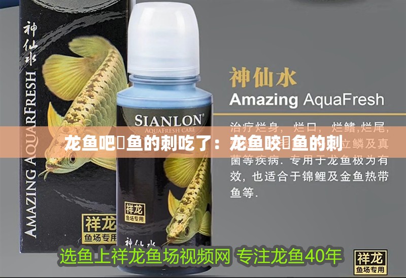 龍魚吧魟魚的刺吃了：龍魚咬魟魚的刺 龍魚吧魟魚的刺吃了：龍魚咬魟魚的刺 水族問答