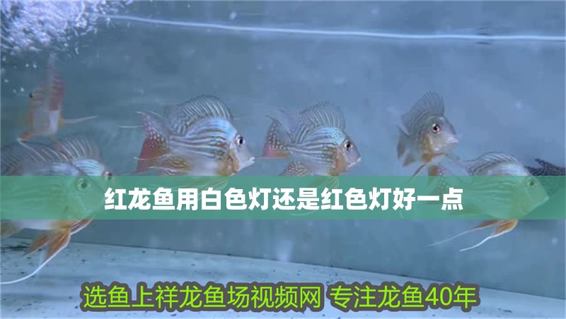 紅龍魚用白色燈還是紅色燈好一點