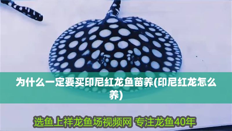 為什么一定要買印尼紅龍魚苗養(yǎng)(印尼紅龍?jiān)趺答B(yǎng))